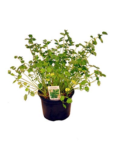 Pimpinelle im 12cm Topf, Kräuter Pflanze, Sanguisorba minor, frische...