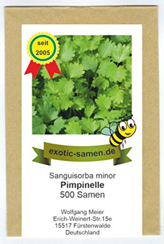 Pimpinelle, Gartenpimpinelle - Bienenweide - kleiner Wiesenknopf -...