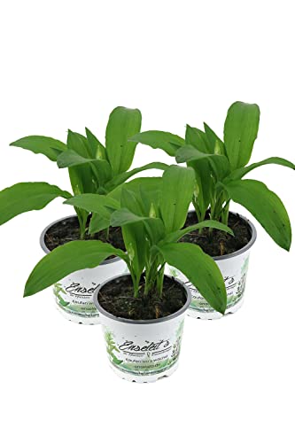Bärlauch 3 Pflanzen (Allium ursinum)