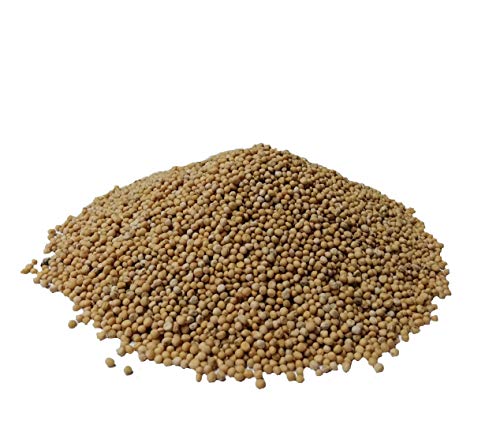 Samenshop24® Rotklee, Inhalt: 1kg für ca. 280m², starke...