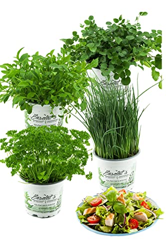 Salatkräuter-Set, 4 Frische Kräuter Pflanzen, Schnittlauch, Rucola,...