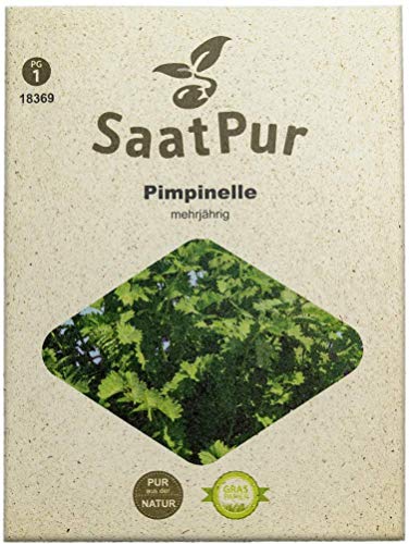 SaatPur Pimpinelle Samen, Saatgut für ca. 90 Pflanzen