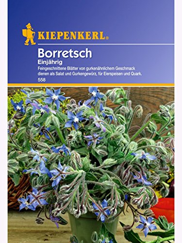 Borretsch Gurkenkraut einjährig